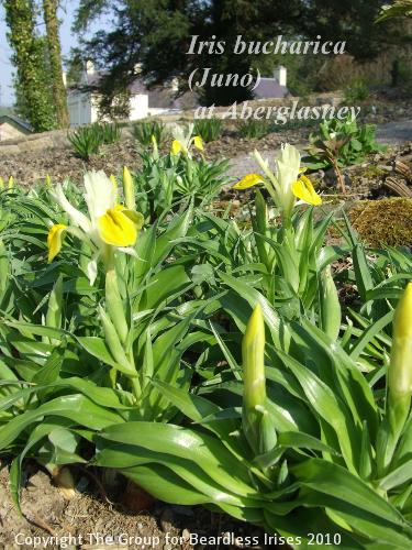 Iris bucharica at Aberglasney (5)
